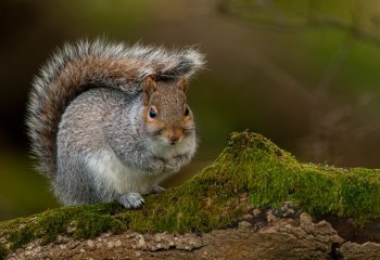 grey-squirrel_Andrew-Roca