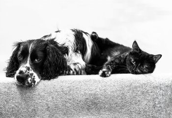 First_Mirror-Me_bill-Lincoln