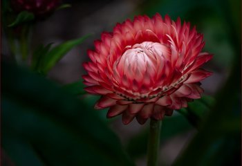 Commended_Everlasting-flower_Stephen-Chapman