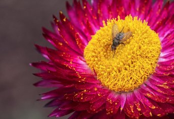 Beauty and the Beast  Roger Armitage