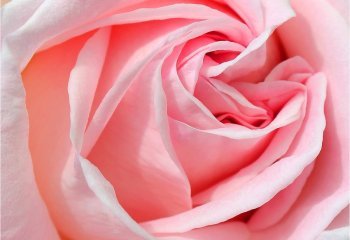 Pink-Perfection_CAROL-THORNE