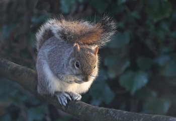 Poised_John-Hankin-LRPS