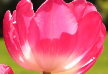 Simply-pink_Celia-Watson