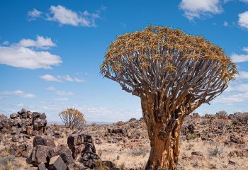 Commended_Quiver-Tree-Namibia_Nigel-Rogers