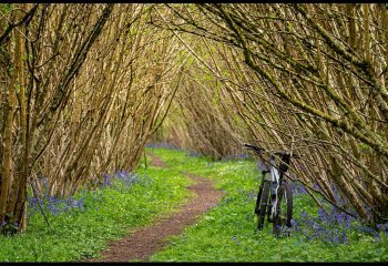 into-the-woods_Billy-Kerr