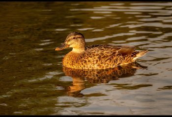 On-Golden-Pond_Billy-Kerr