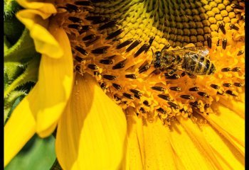 Sunflower-Mandi-Horwood