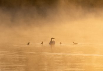 FIRST On-Golden-Pond-Jill-Bewley