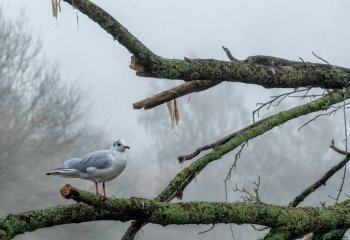 Tree-Gull-Dave-Cahill