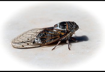 The-Cicada-Nigel-Rogers