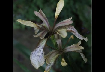 Irises-Carol-Thorne