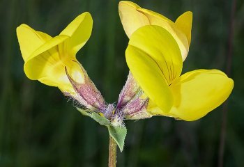 Highly-Commended_Birdsfoot-Trefoil_John-Crew-LRPS