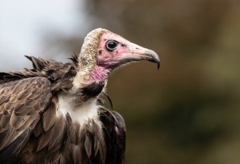 Commended_Hooded-Vulture_Patrick-Barker-LRPS