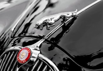 Third_Jaguar-2_Steve-Kirby