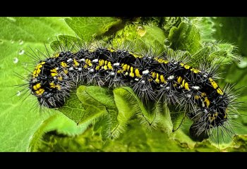 HIGHLY COMMENDED Browsing-Caterpillar-Peggy-Howard