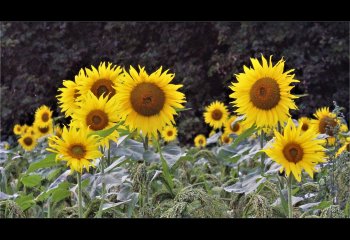 Summer-Sunflowers-Carol-Thorne