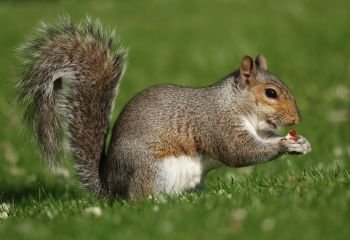 First_Paws-around-a-morsel_Paul-Norris-ARPS