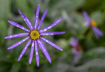 Second_Asters-In-The-Rain_David-Cahill