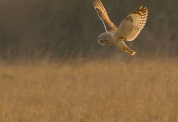 Highly-Commended_Short-eared-owl-hunting_Paul-Norris-ARPS