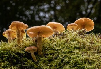 Grasmere-fungi_Stephen-Chapman
