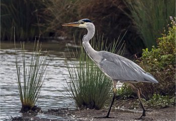 Grey-Heron_John-Crew-LRPS
