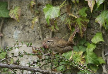 Commended_Wren_John-Spreadbury-LRPS
