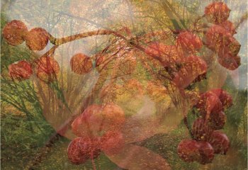 HIGHLY COMMENDED Autumnal-Abstract-Carol-Thorne