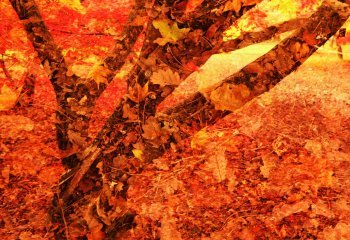 Autumn-collage-Paul-Norris