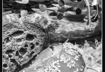 Cheese-on-toast-anyone_Brian-Champion