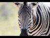 07_Russell Discombe_South African Zebra