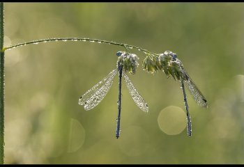 07-HIGHLY-COMMENDED-Open-DPI-Meadow-magic-Jill-Bewley