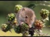 07-John-Hankin-Harvest-Mouse-on-Bramble