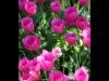 08-Shaun-Little-Spring-Tulips