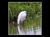 09-John-Crew-Little-Egret