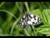 12-David-Wallis-Marbled-White-Third-Place