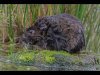 13-John-Hankin-Water-Vole-Second-Place