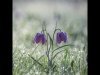 14-Jill-Bewley-Frosty-Fritillaries