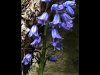 02-Carol-Thorne-The-Bluebell