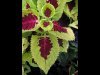 05-Paul-Jones-VariationOnVariegation