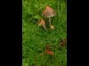 14-Patrick-Barker-Glistening-Inkcap-Past-its-Beat