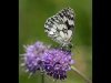 22-John-Hankin-Male-Marbled-White-Highly-Commended