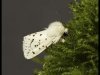 24-John-Smith-Ermine-Moth-Third-Place