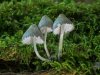 24_John Hankin_Mycena galericulata_Highly commended