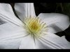 26_Carol Thorne_Clematis_Second place