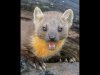 42-John-Hankin-Female-Pine-Marten-Portrait-First-Place