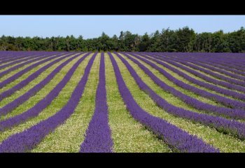 Carol-Thorne Cotswold-Lavender