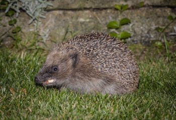 John-Smith-Evening-visitor