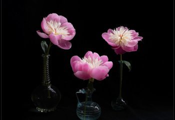 SECOND_Jill-Bewley_Paeonies