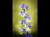 02-Mike-Cheeseman-Vipers-Bugloss