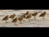 04_Martyn Smith_Sleepy sanderlings